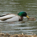 Stockenten bei der Paarung im Wasser