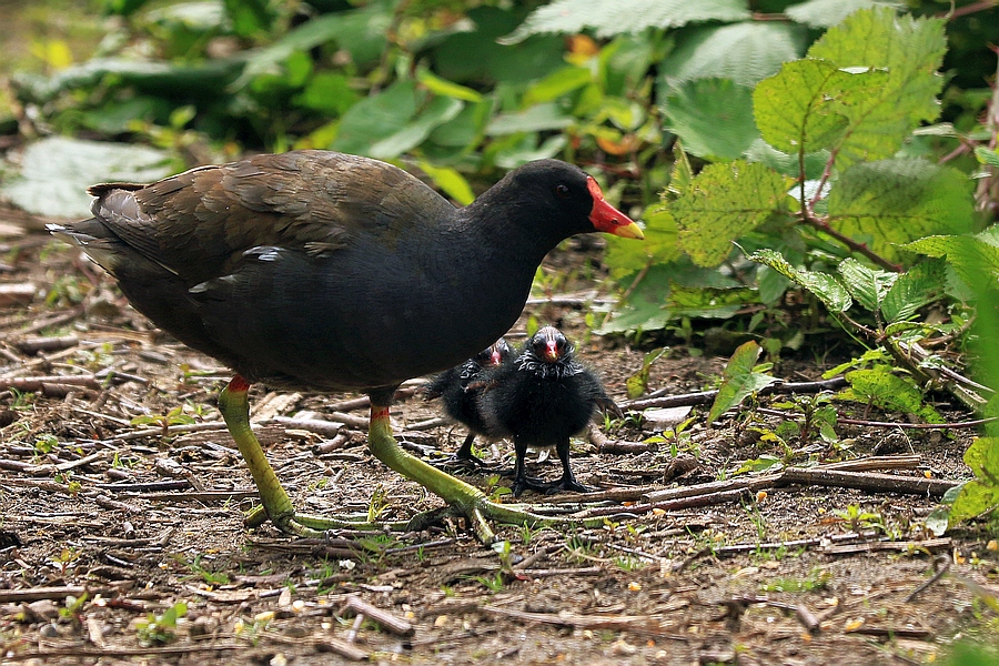 Teichhuhn mit Küken