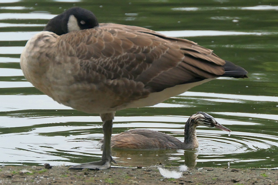 Haubentaucher am Ufer