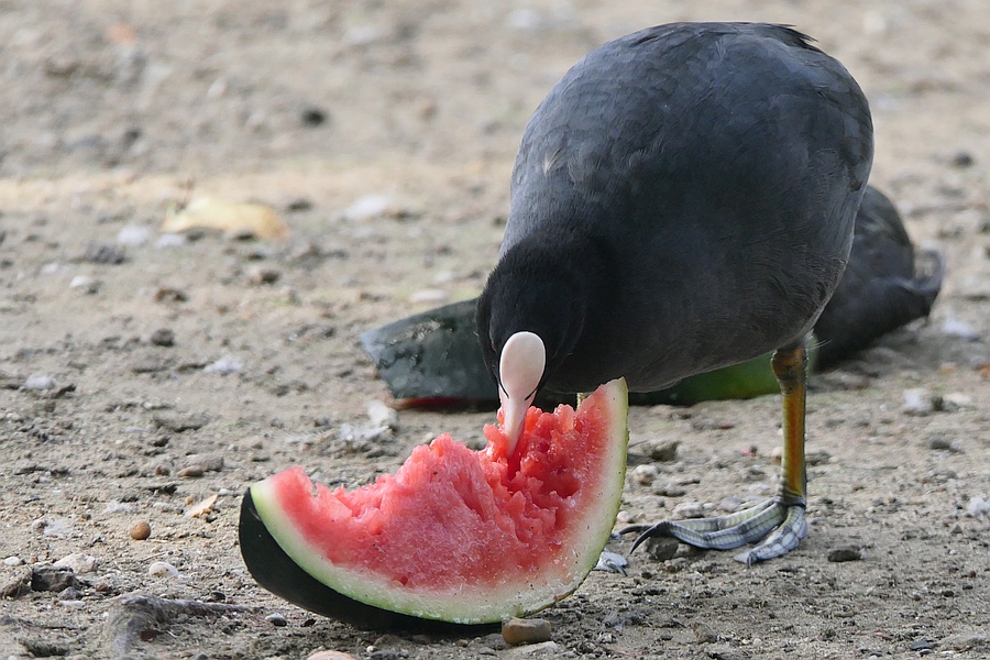 Blässhuhn mit Melone