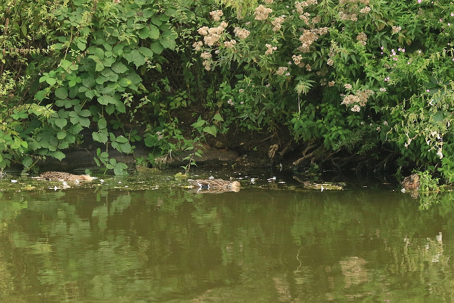 Tote Enten im City-See