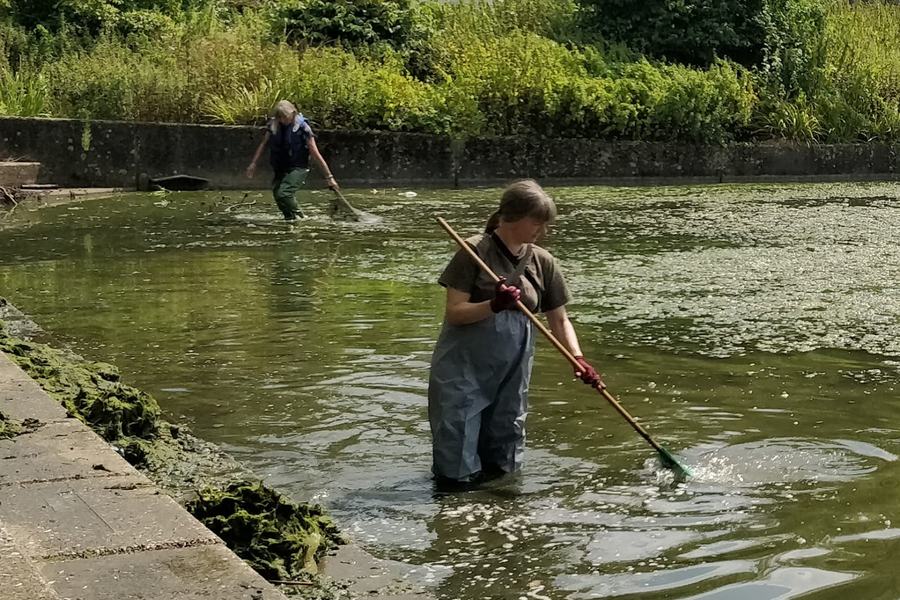 Mit der Wathose im Algenteppich