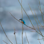 Eisvogel mit Fisch