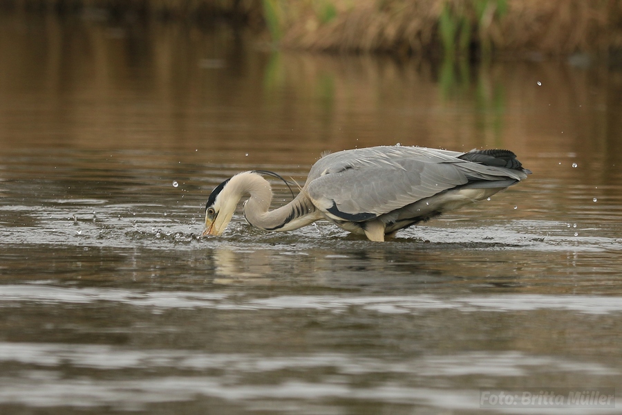 Graureiher am City-See auf Fischfang